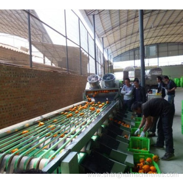 Tomato And Grading And Packaging Machine